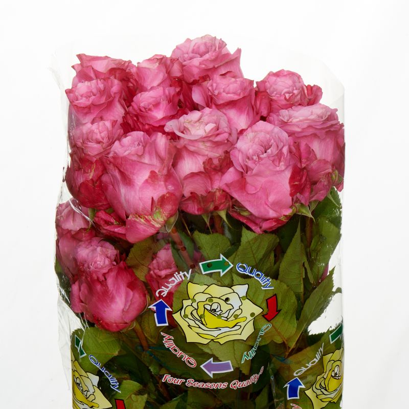ROSE ALL 4 LOVE 50